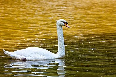 《十字军之王3》新DLC将于5月11日发售 售价118元